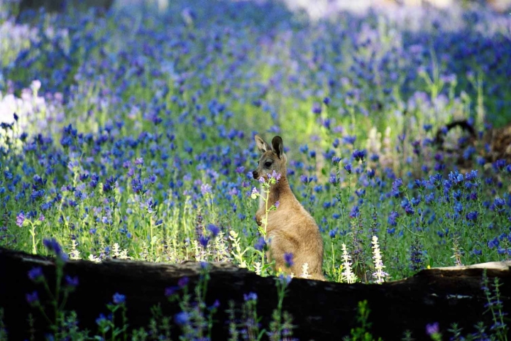 Teaching Tools Adelaide Australian Animals Musical DVD