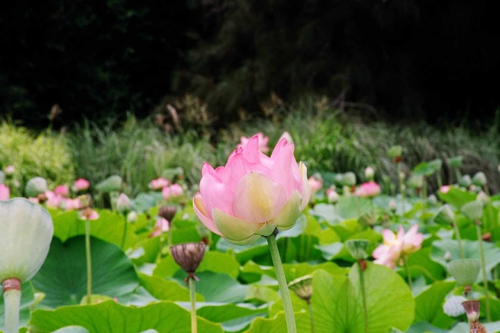 Teaching Tools Floral Tribute Lotus by Catherine Logue
